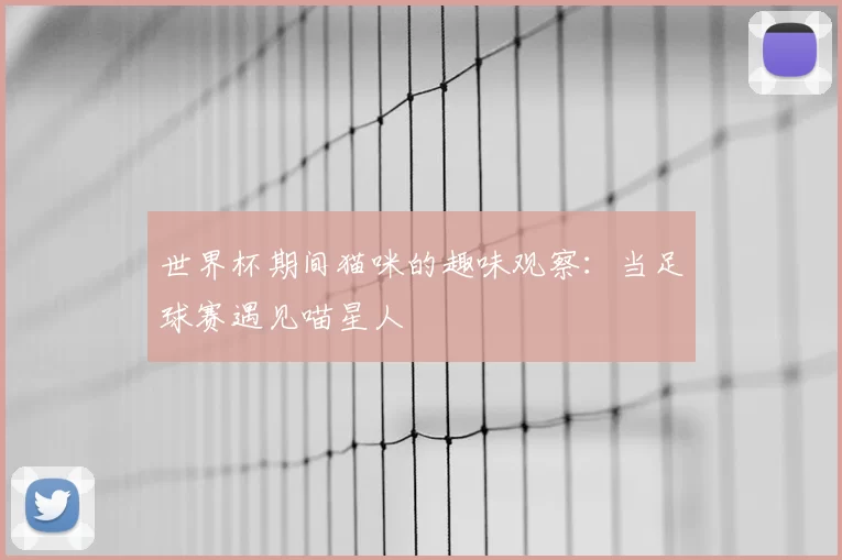 世界杯期间猫咪的趣味观察：当足球赛遇见喵星人